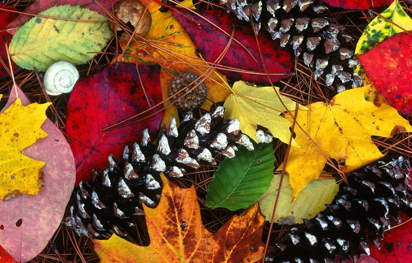 Фото обои осень, листья, краски, красота, шишки