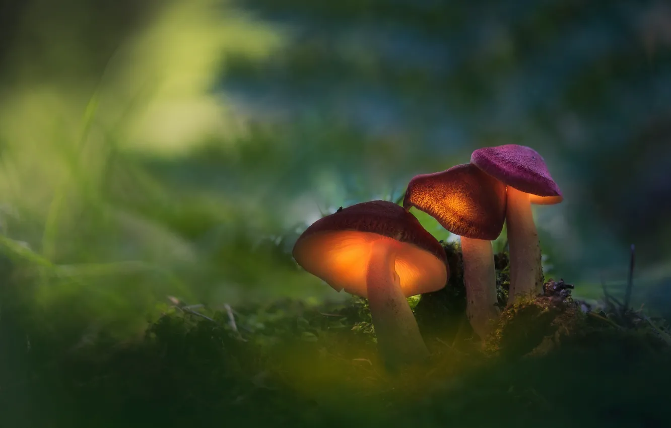 Фото обои лес, макро, свет, грибы, семья