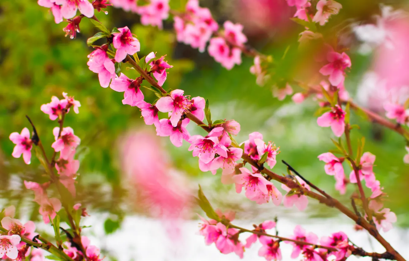 Фото обои цветы, природа, весна, Сакура, цветение