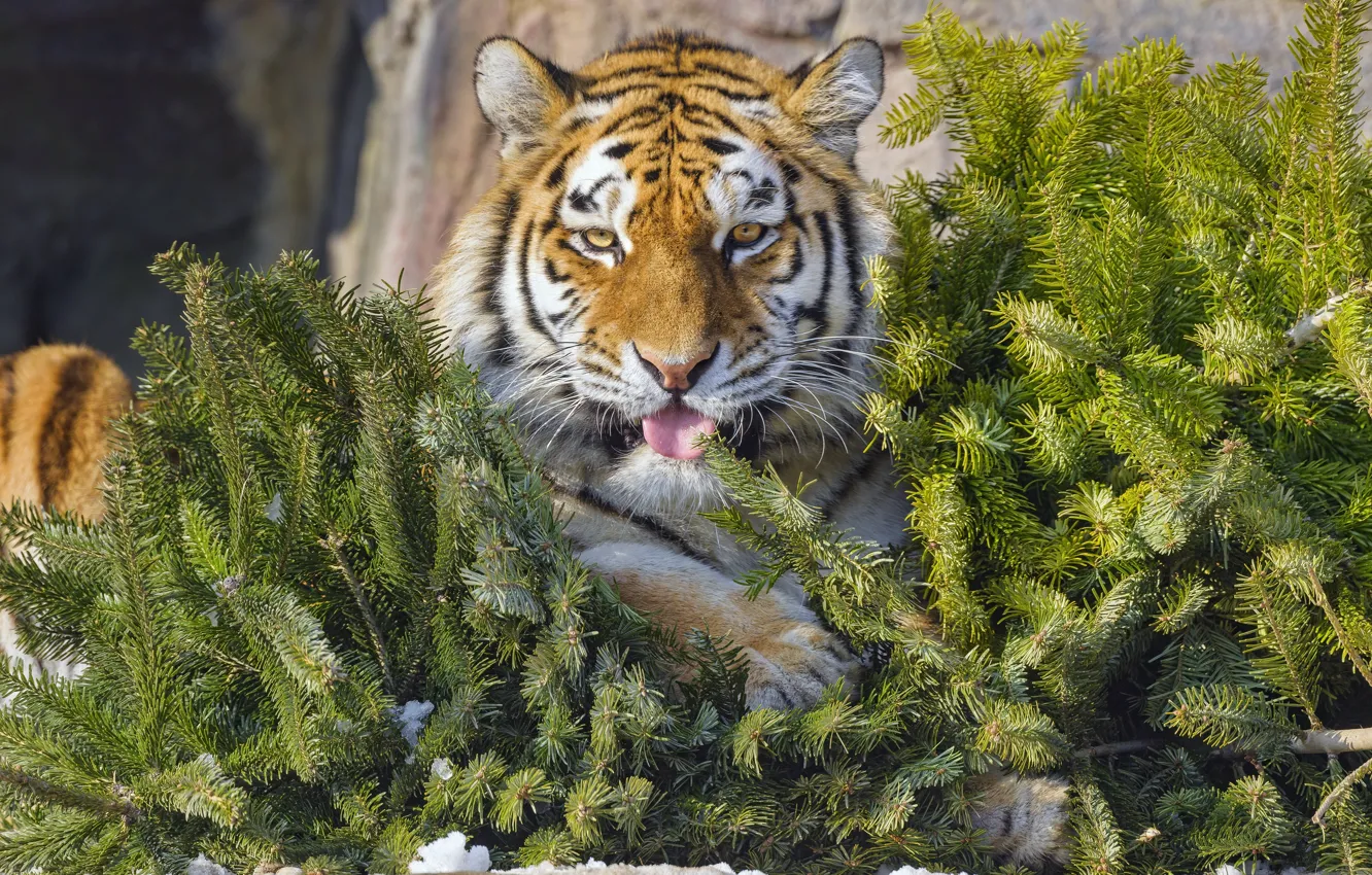 Фото обои язык, тигр, хвоя