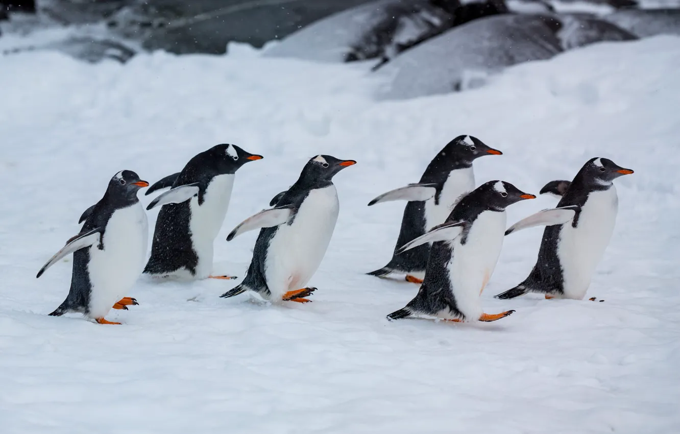 Фото обои зима, снег, птицы, природа, поза, пингвины, команда, пингвин