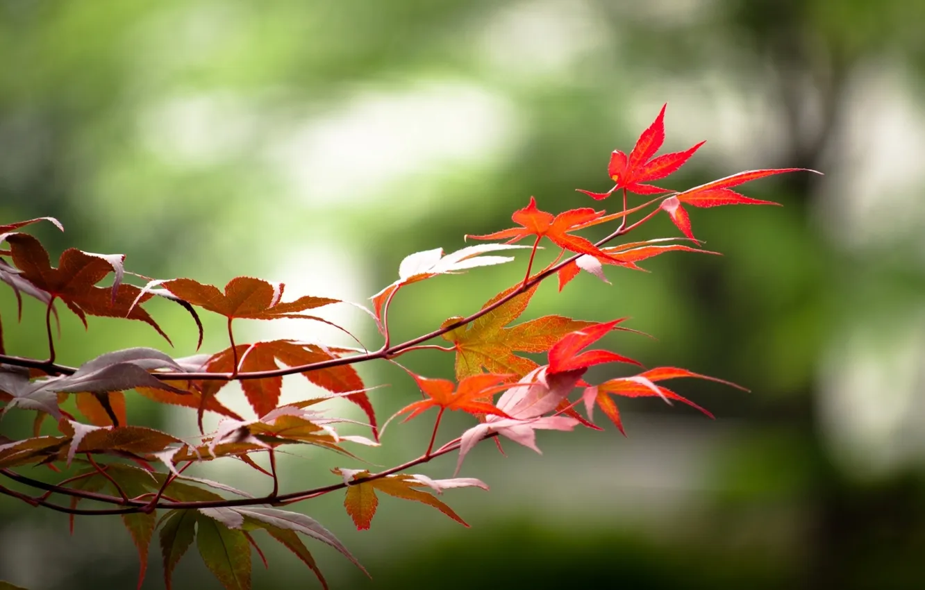 Фото обои осень, листья, цвета, природа, фон, обои, яркие, картинки