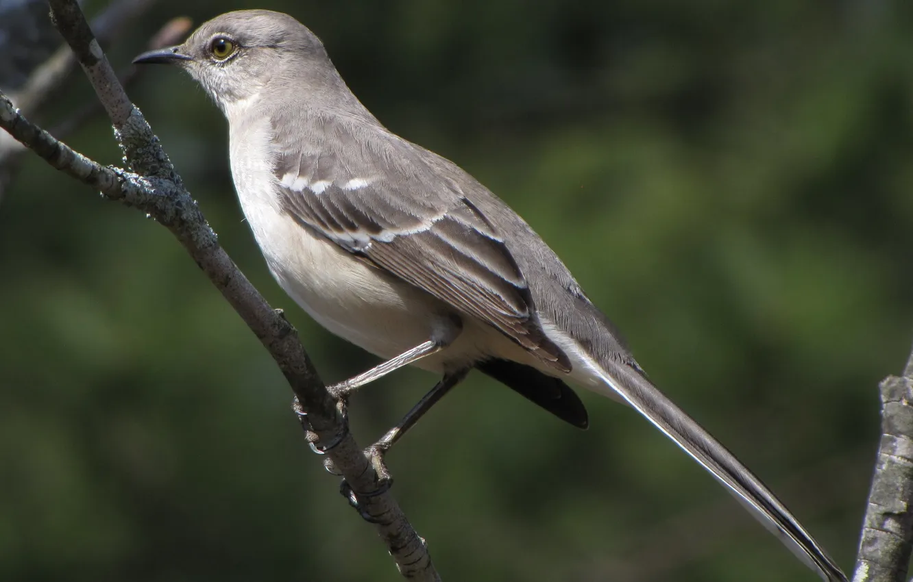 Фото обои птица, ветка, птичка, mockingbird, пересмешник