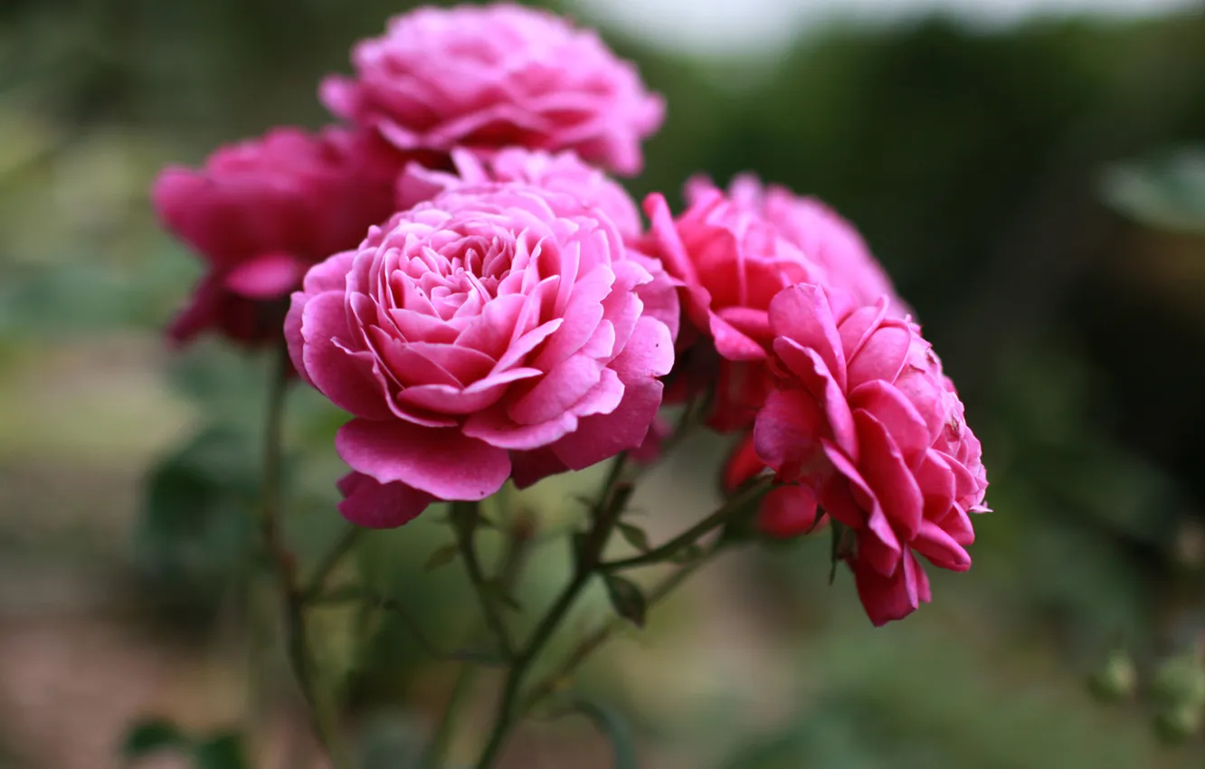 Фото обои макро, цветы, розы, красота, лепестки, розовые, бутоны