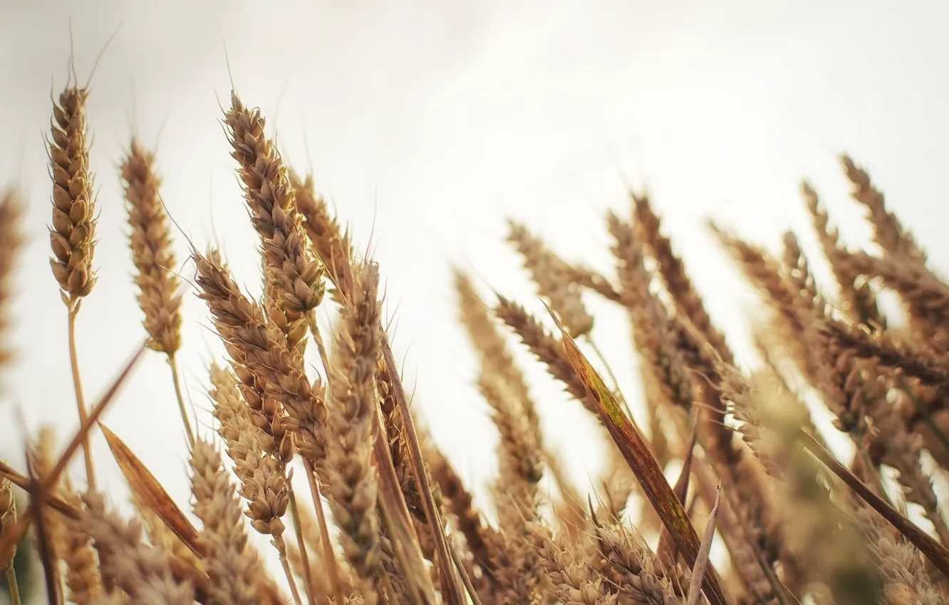 Фото обои пшеница, макро, колоски