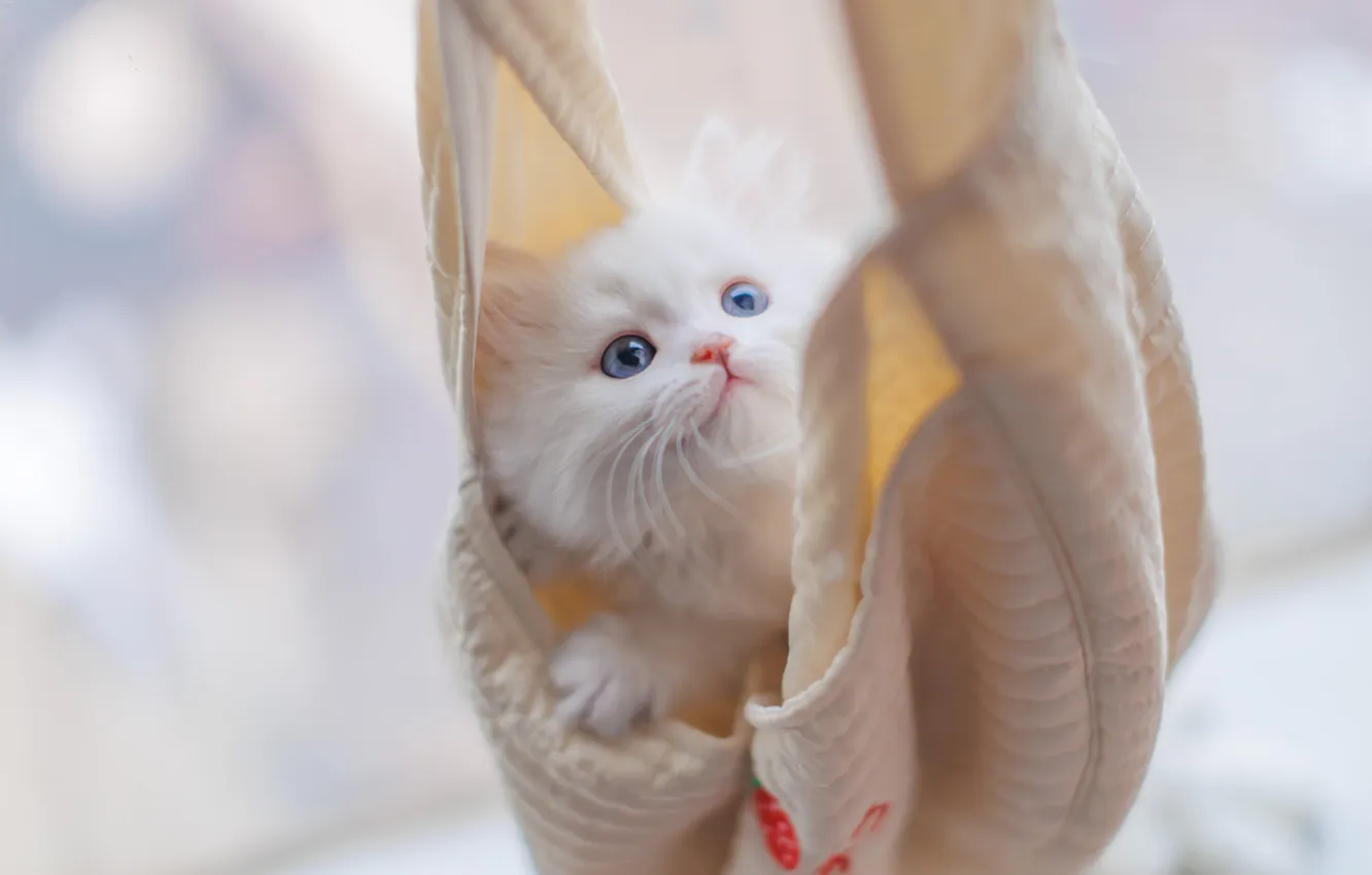 Фото обои кошка, взгляд, поза, котенок, милый, мордашка, светлый фон