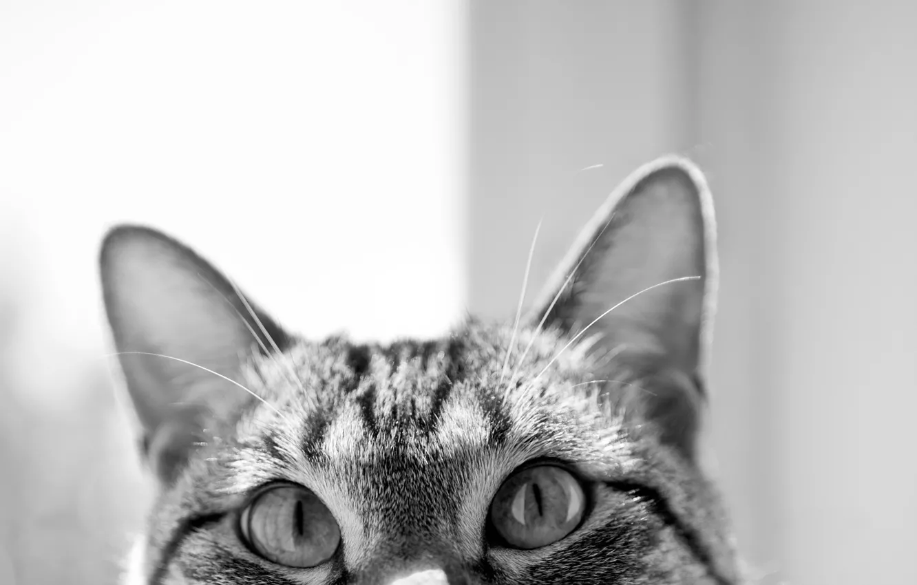 Фото обои глаза, кот, чёрно-белое, мордочка, уши, любопытство