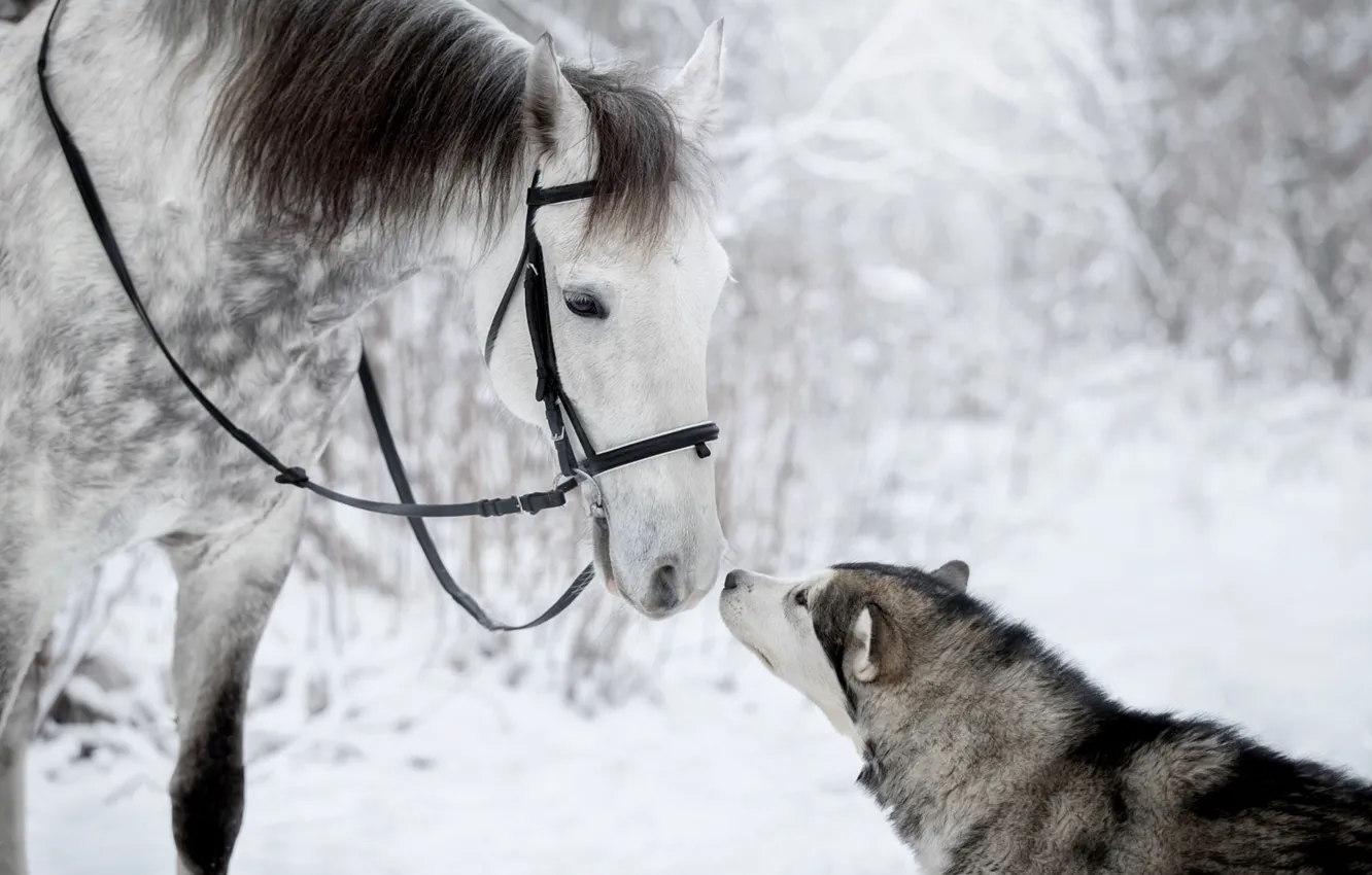 Фото обои зима, лошадь, чувства, собака, друзья, хаски