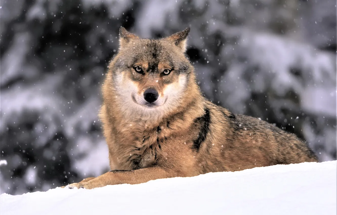 Фото обои nature, face, animal, wolf, wildlife, head, fur, mammal