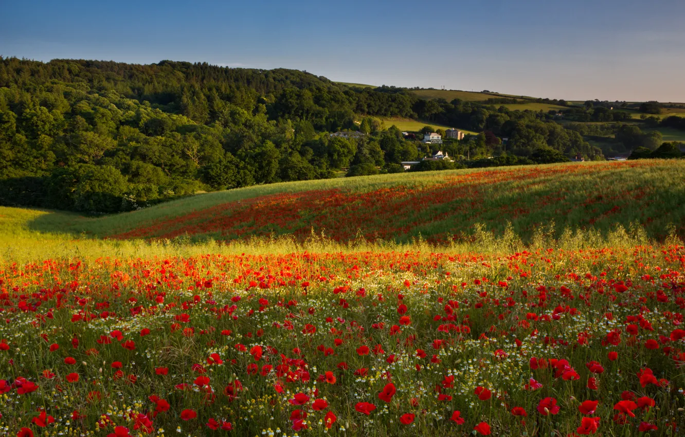 Фото обои поле, лес, лето, небо, трава, свет, деревья, цветы