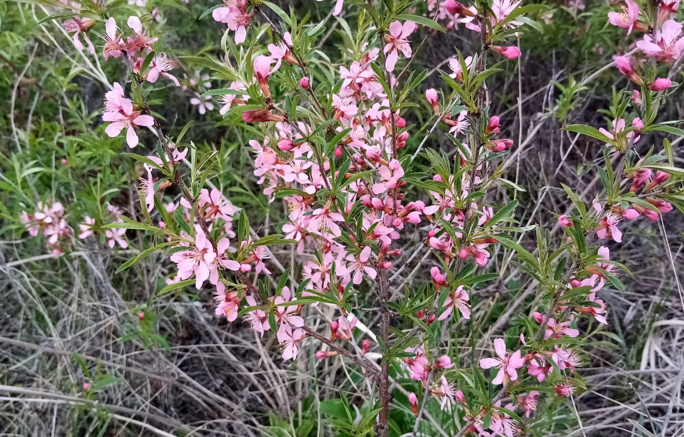 Фото обои цветы, природа, весна, миндаль