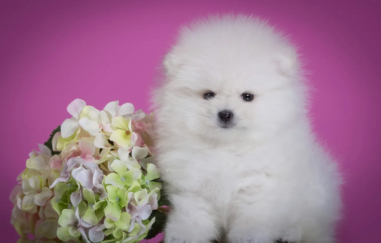 Фото обои белый, цветок, пушистый, милый, щенок, гортензия, шпиц