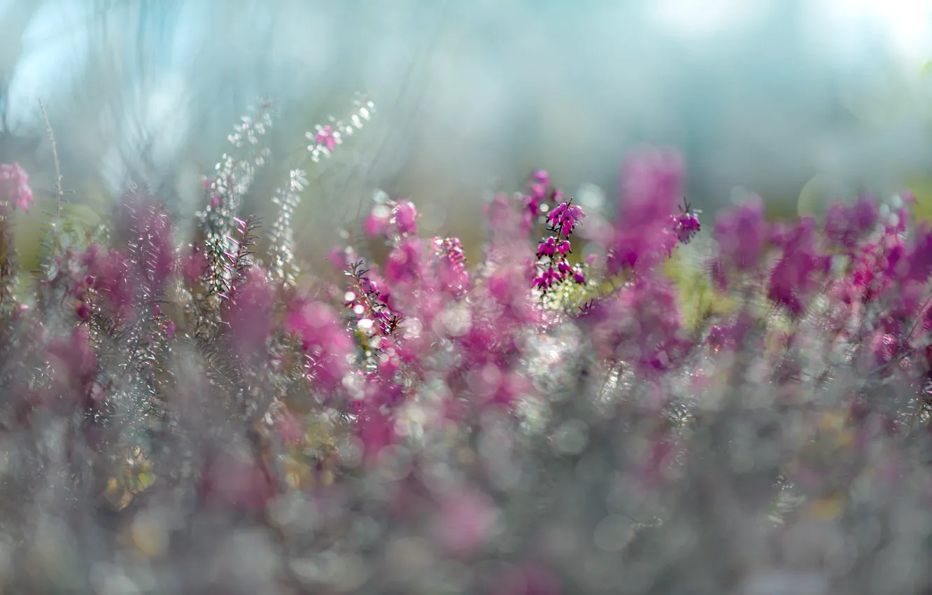 Фото обои цветок, фиолетовый, весна, пурпурный, боке, Эрика, Erica, солнечный свет