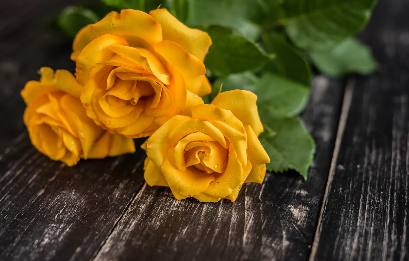 Фото обои цветы, букет, желтые розы