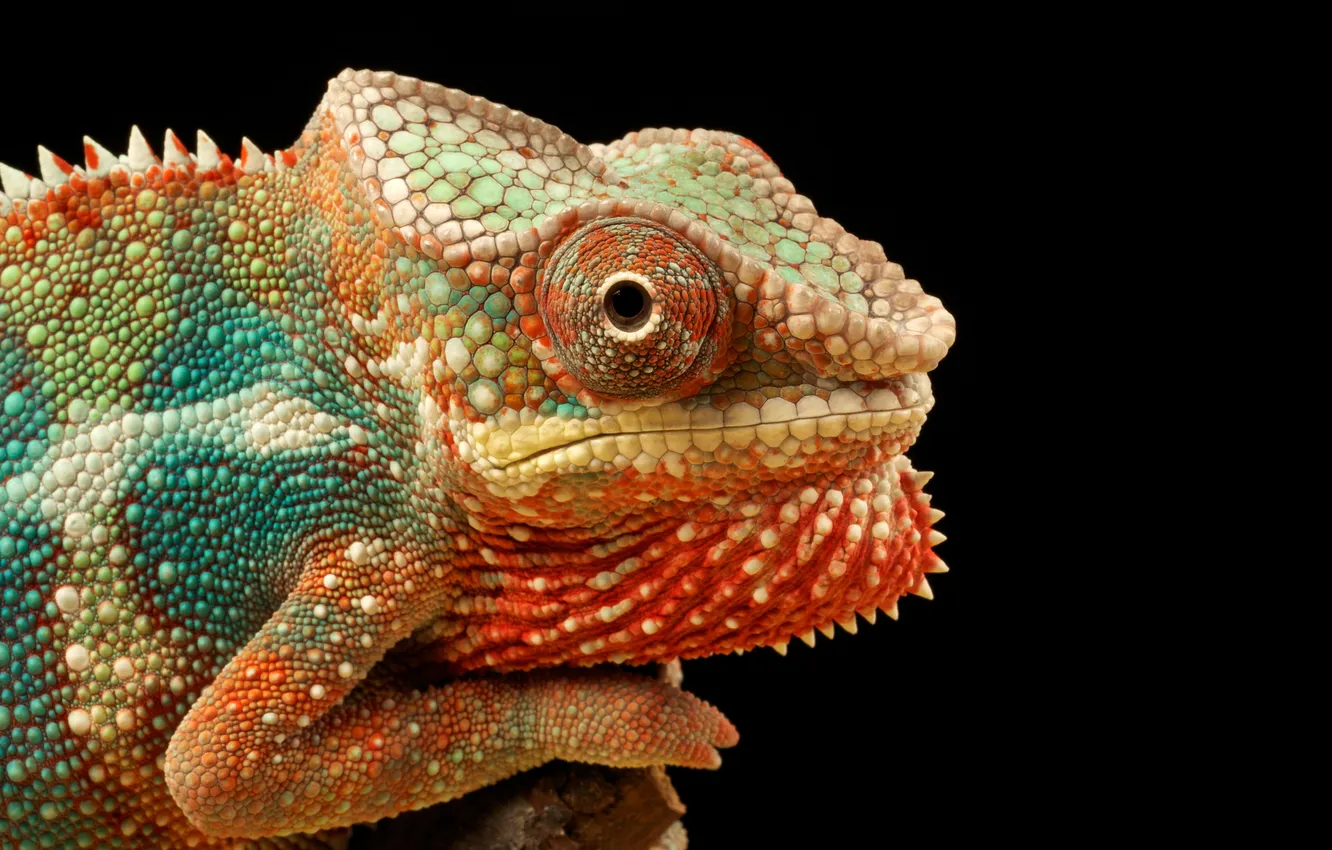 Фото обои глаз, хамелеон, цвет, рептилия