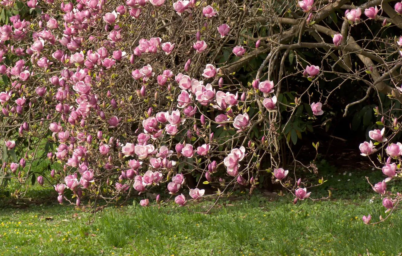 Фото обои трава, цветы, дерево, розовые, Магнолия, Magnolia