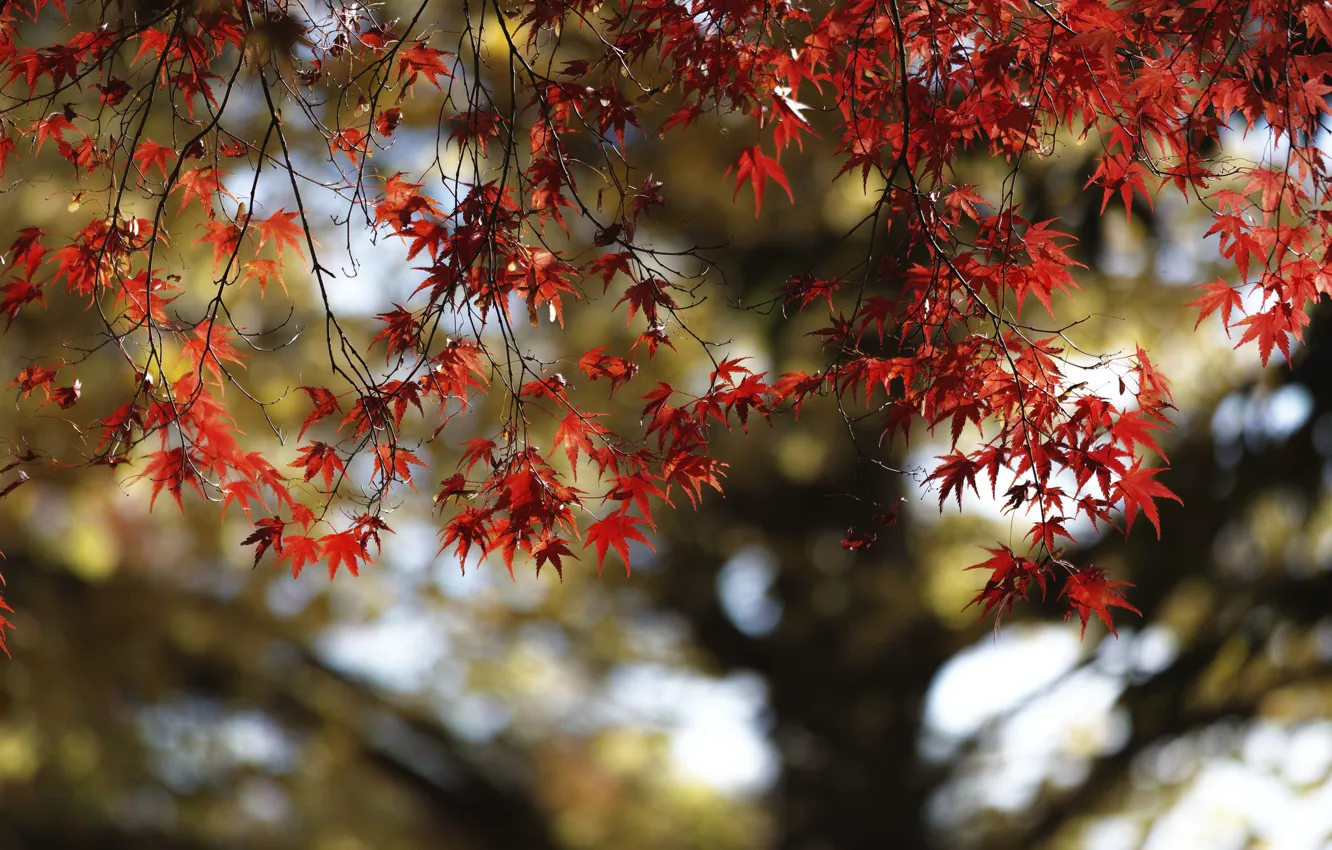 Фото обои осень, листья, дерево, клен, багрянец