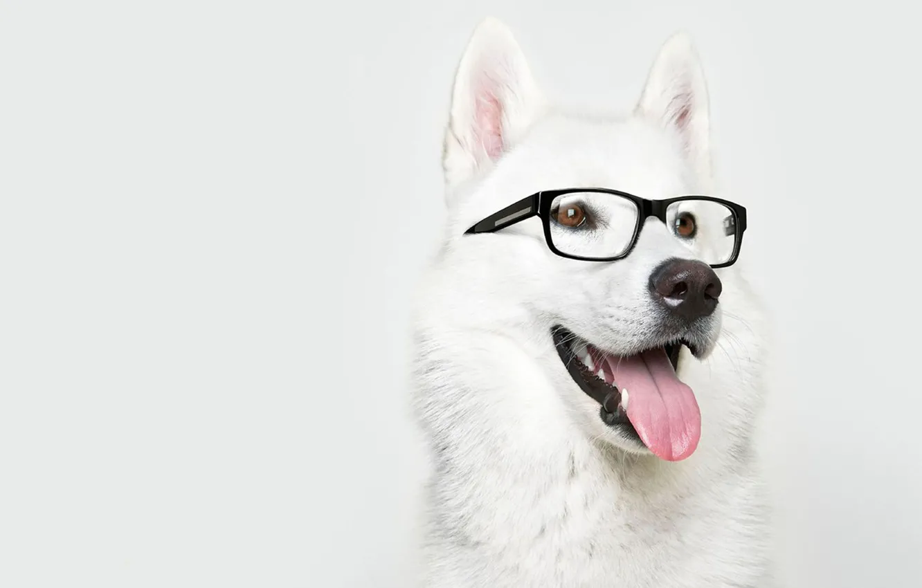 Фото обои собака, очки, лайка
