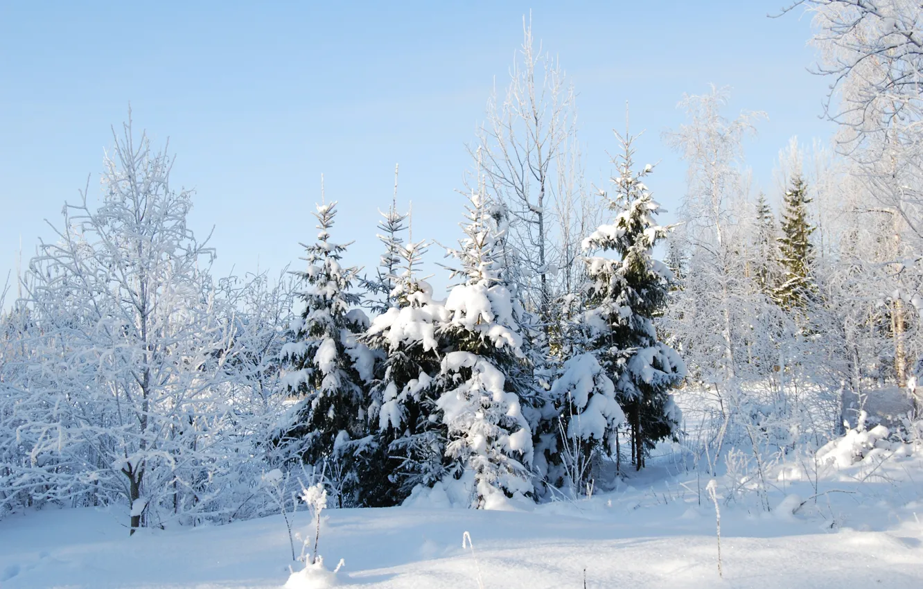 Фото обои холод, зима, снег, деревья, Nature, trees, winter, snow