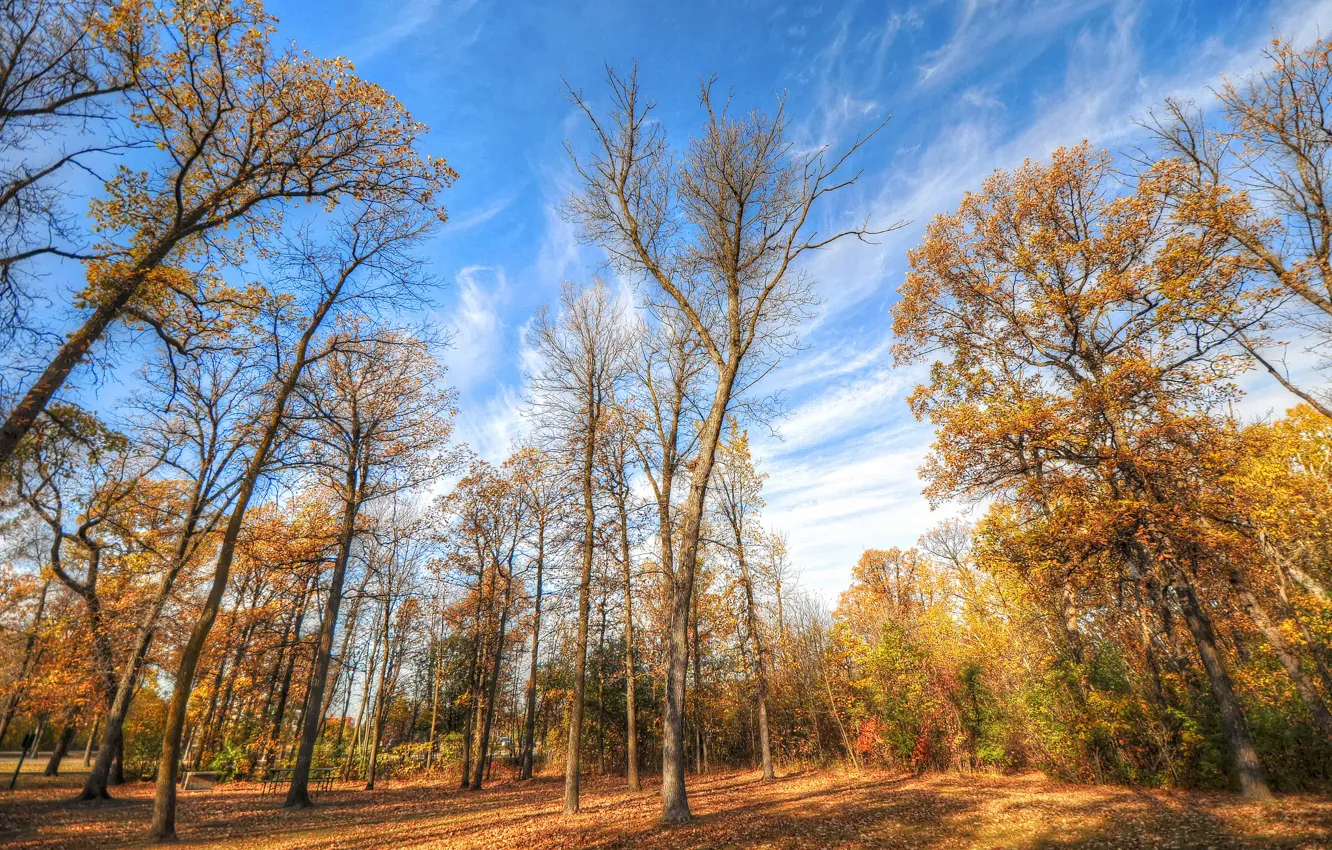 Фото обои осень, лес, небо, трава, облака, деревья, парк