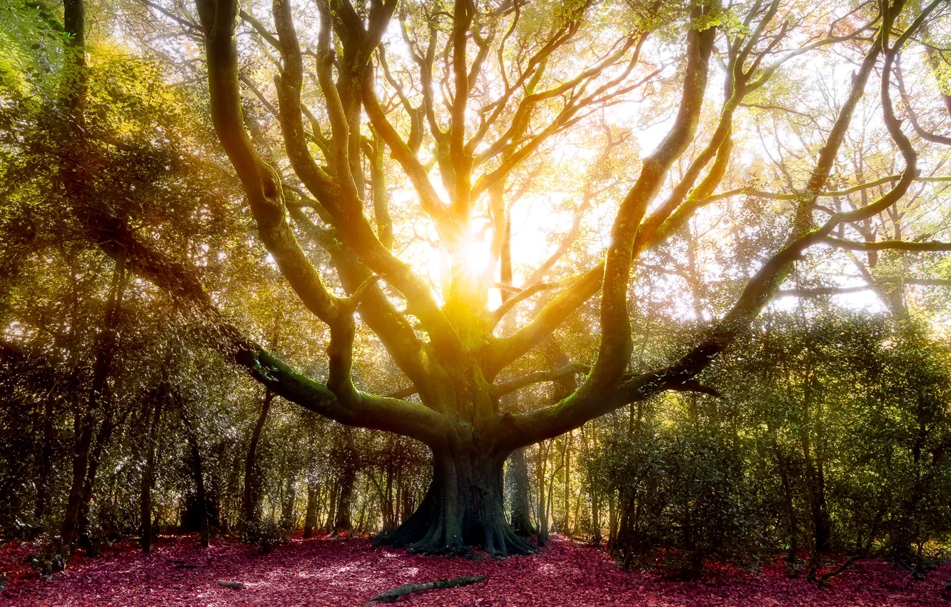 Фото обои осень, лес, листья, солнце, дерево, ветви, кусты