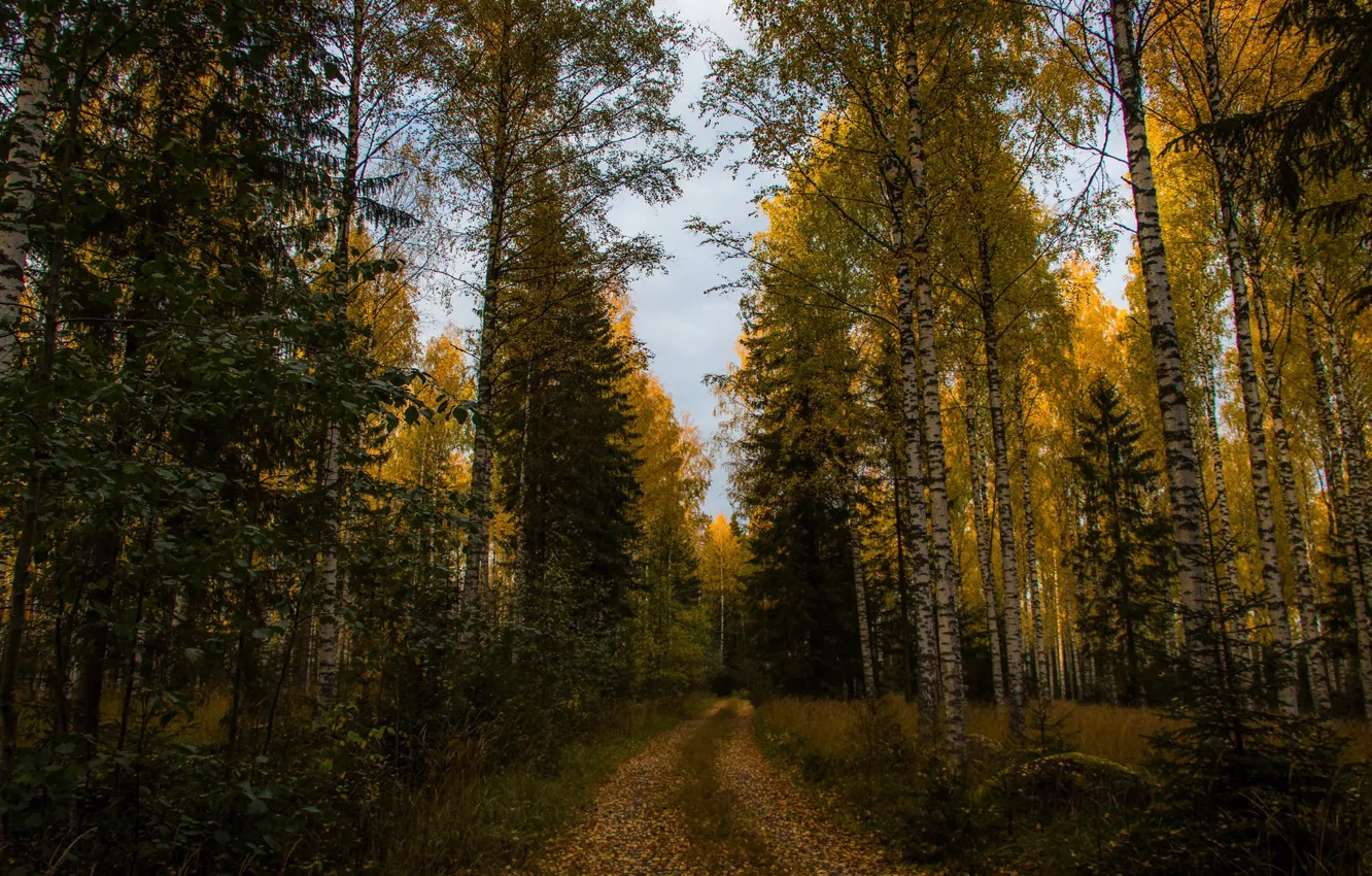 Фото обои дорога, осень, лес, деревья, желтые, ели, березы, тропинка