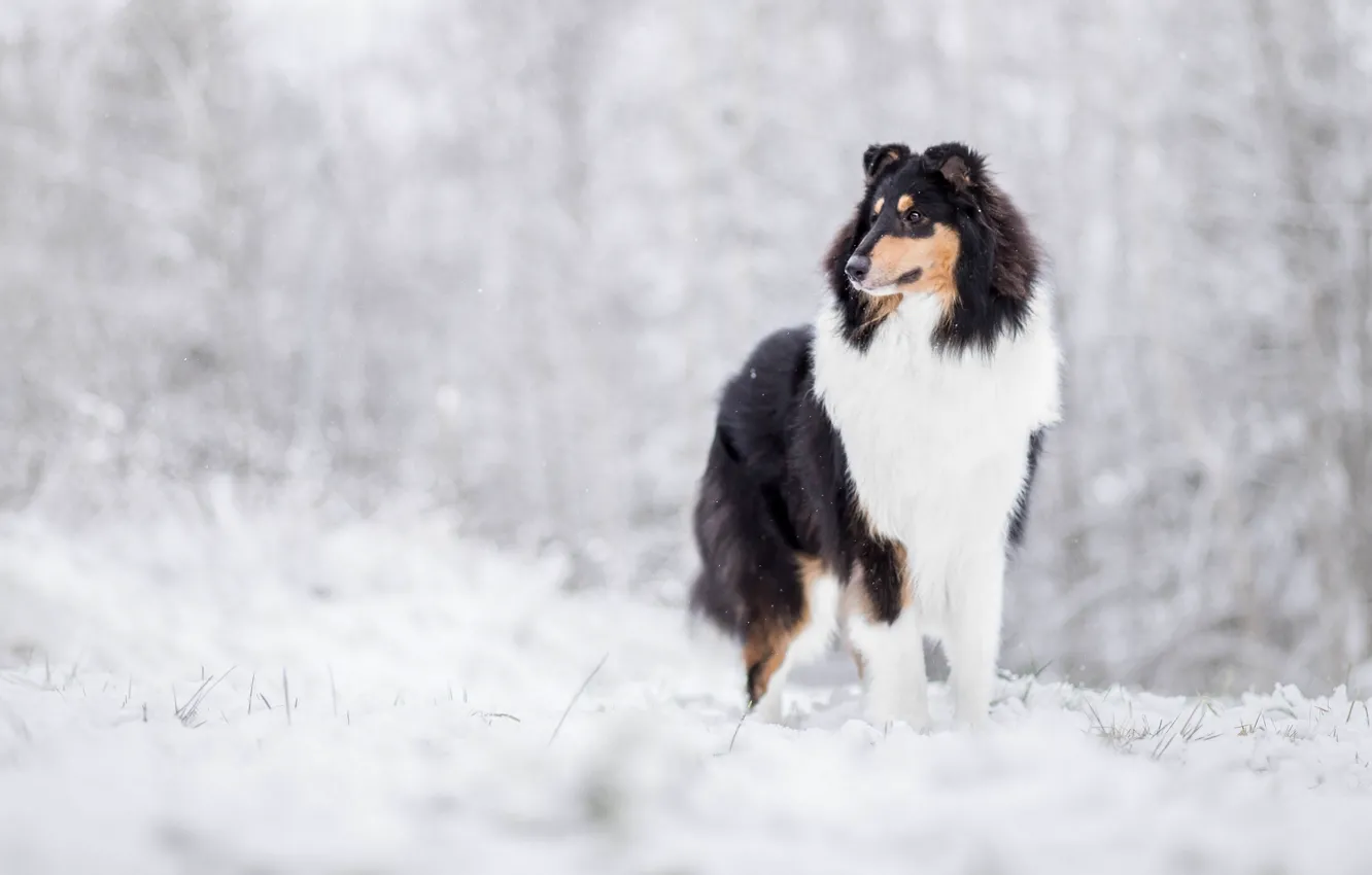 Фото обои зима, снег, собака, Колли, Шотландская овчарка