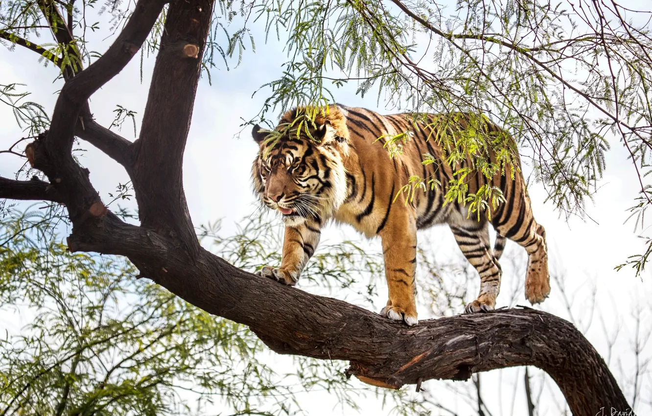 Фото обои тигр, дерево, хищник, суматранский