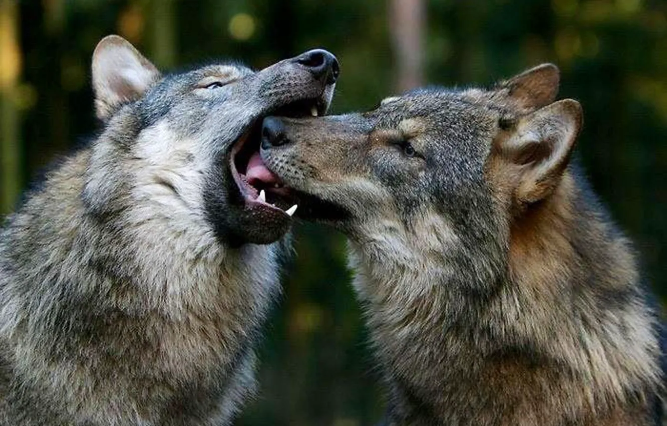 Фото обои nature, predator, animal, wolf, wolves, wildlife, Canis lupus., portrait.
