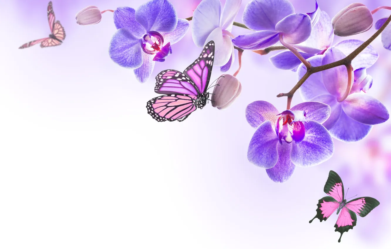 Фото обои бабочки, цветы, орхидея, flowers, orchid, spring, purple, butterflies