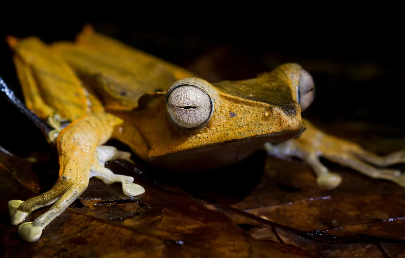 Фото обои yellow, frog, leaf