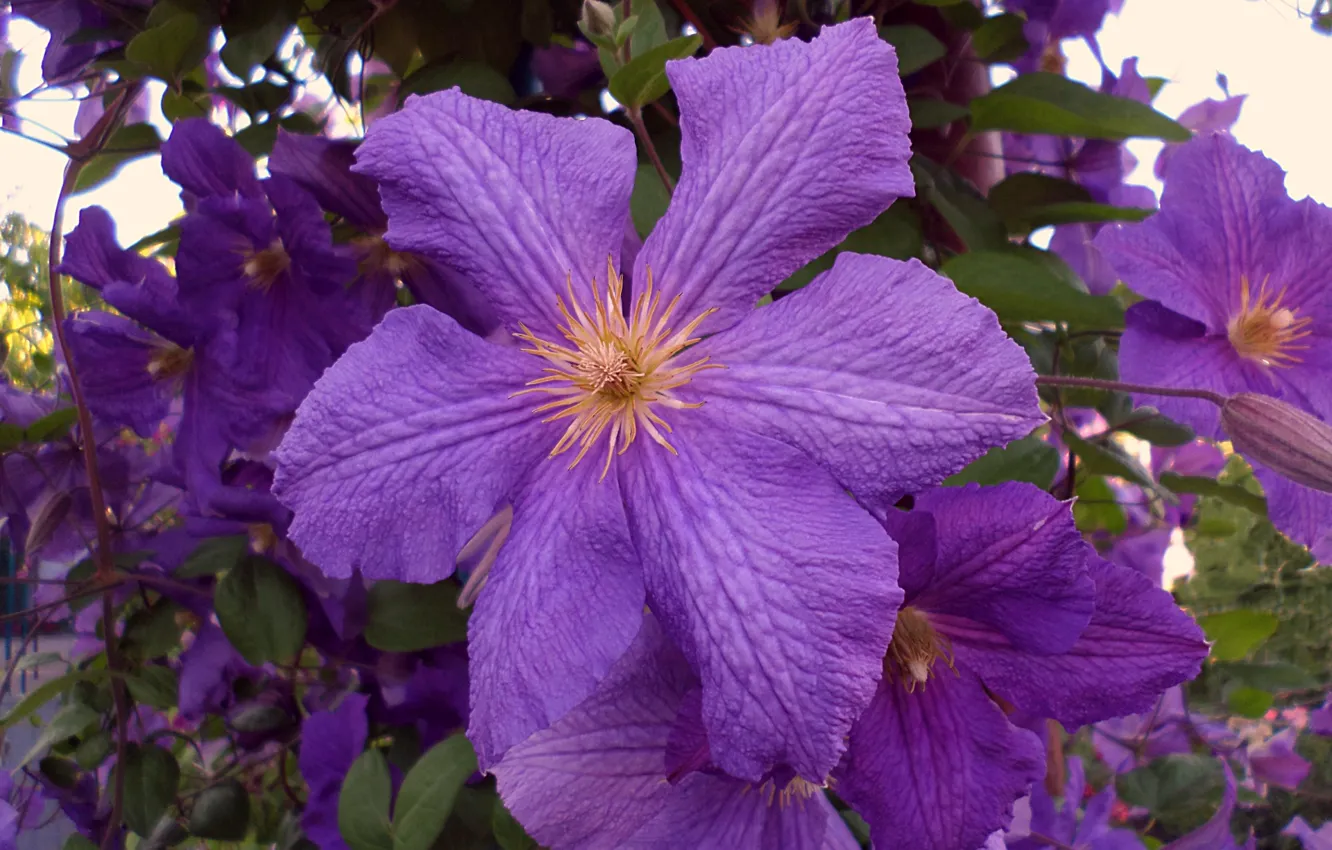 Фото обои цветы, вечер, июнь