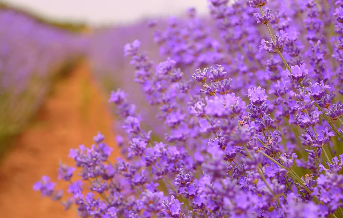 Фото обои Лаванда, Lavender, Purple flowers