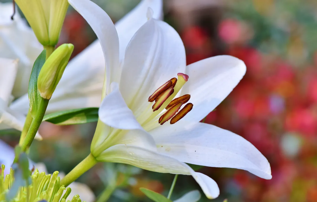Фото обои белый, цветок, Лилия