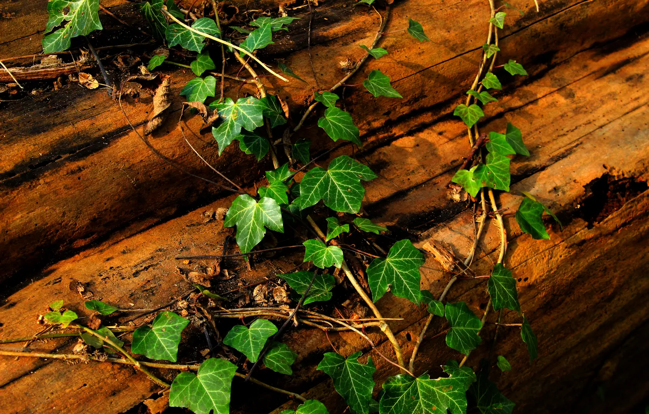 Фото обои green, Ivy, leaf, plant