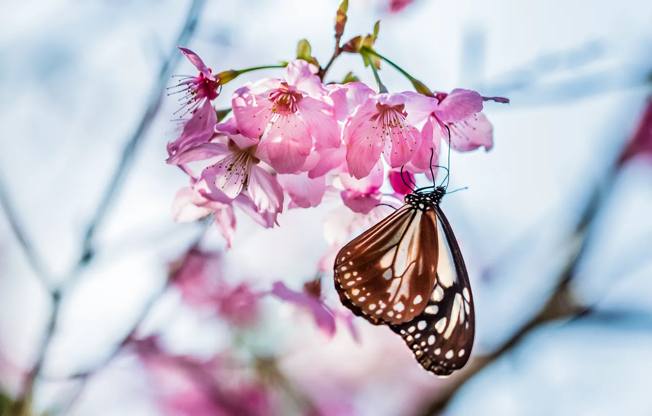 Фото обои макро, цветы, вишня, веточка, дерево, фокус, весна, Бабочка