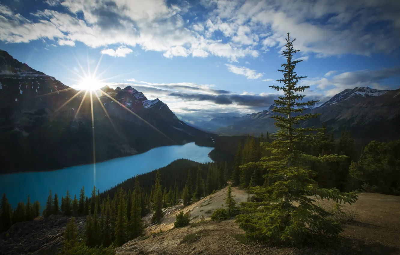 Фото обои лес, горы, озеро, берег, ель, Канада, Альберта