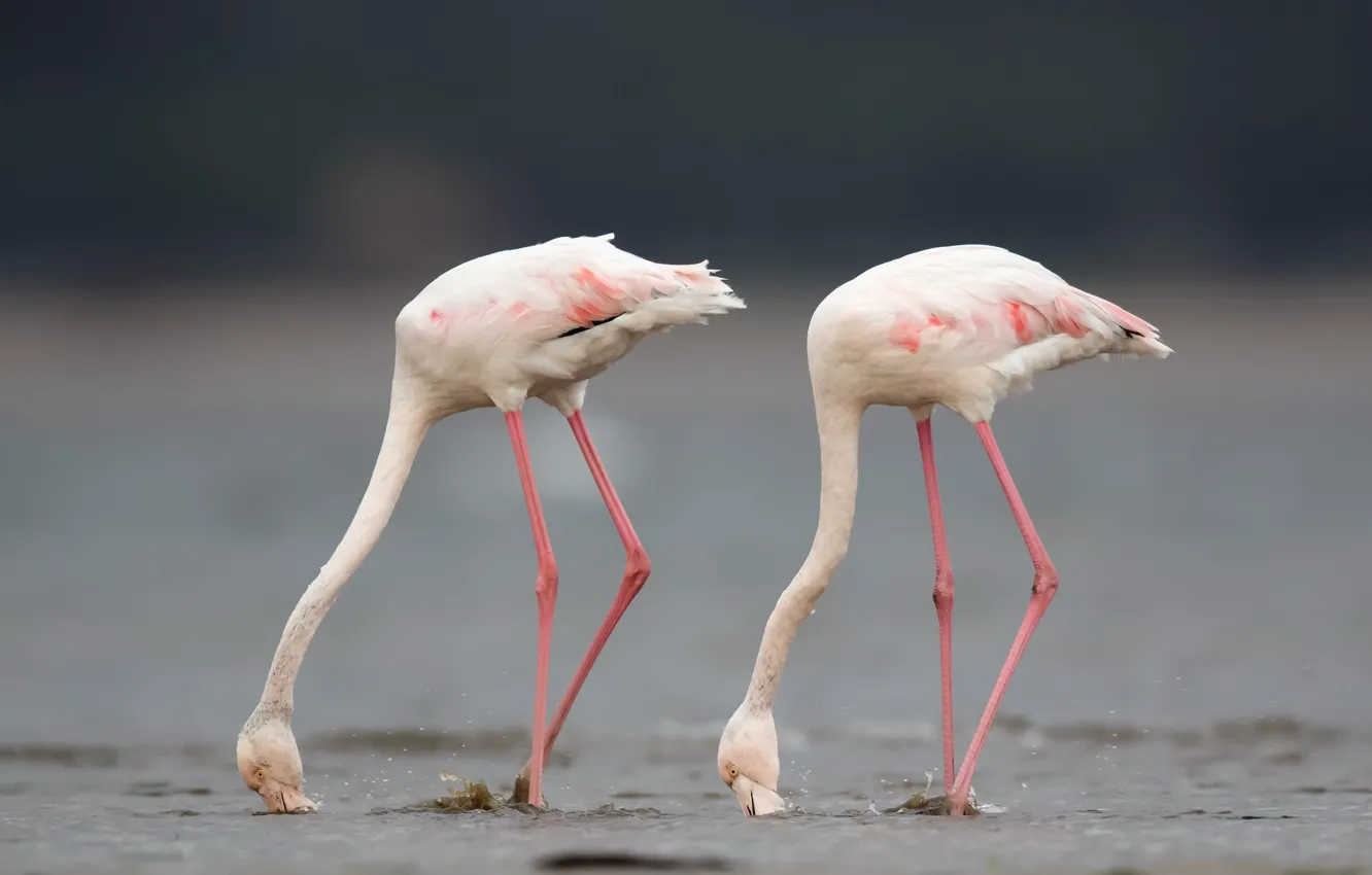 Фото обои птицы, природа, Greater flamingo