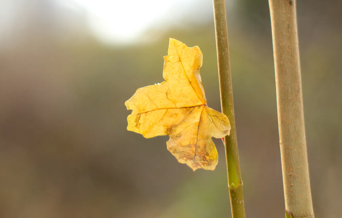 Фото обои autumn, leaf, twig