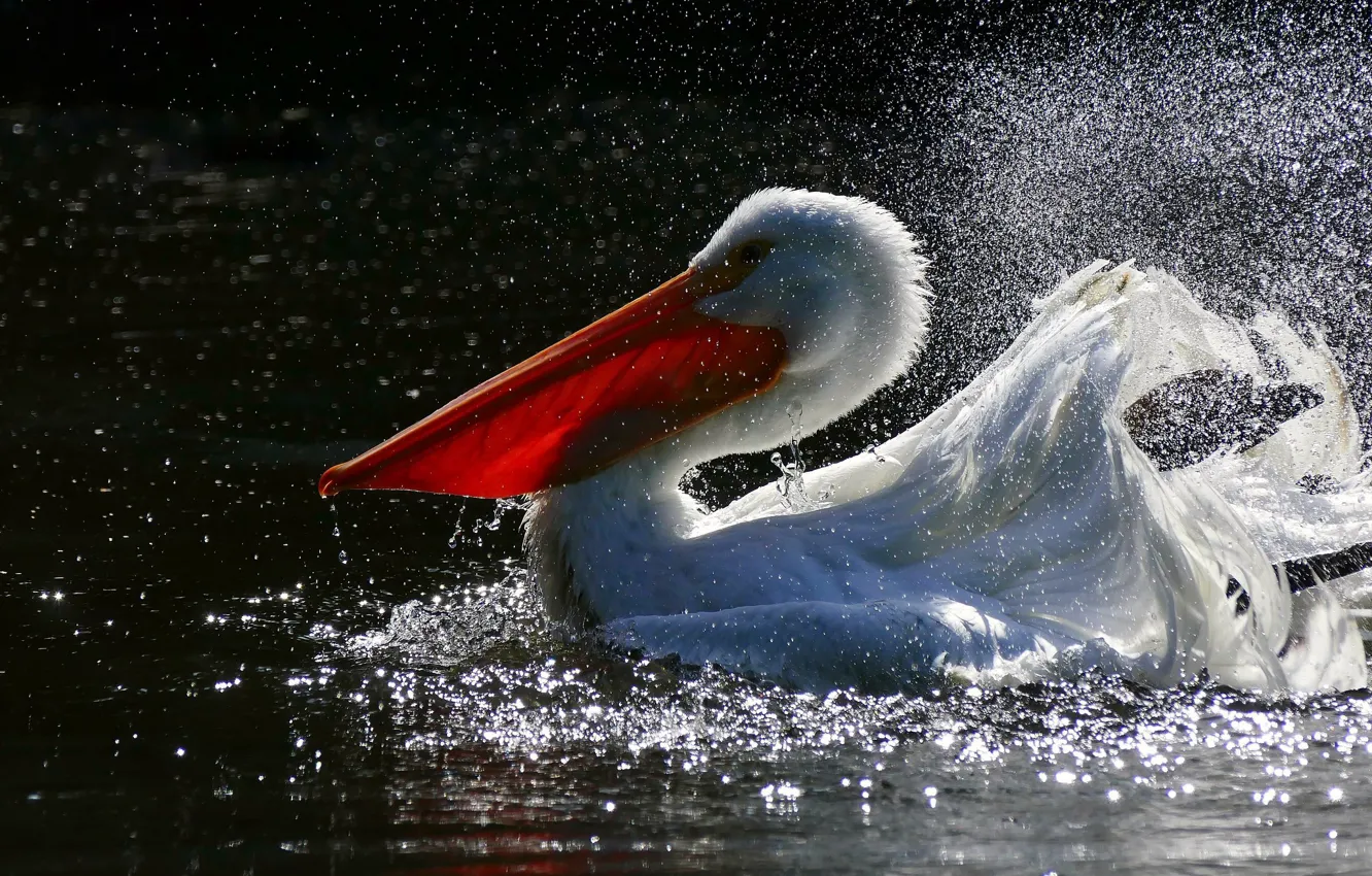 Фото обои вода, брызги, птица, пеликан