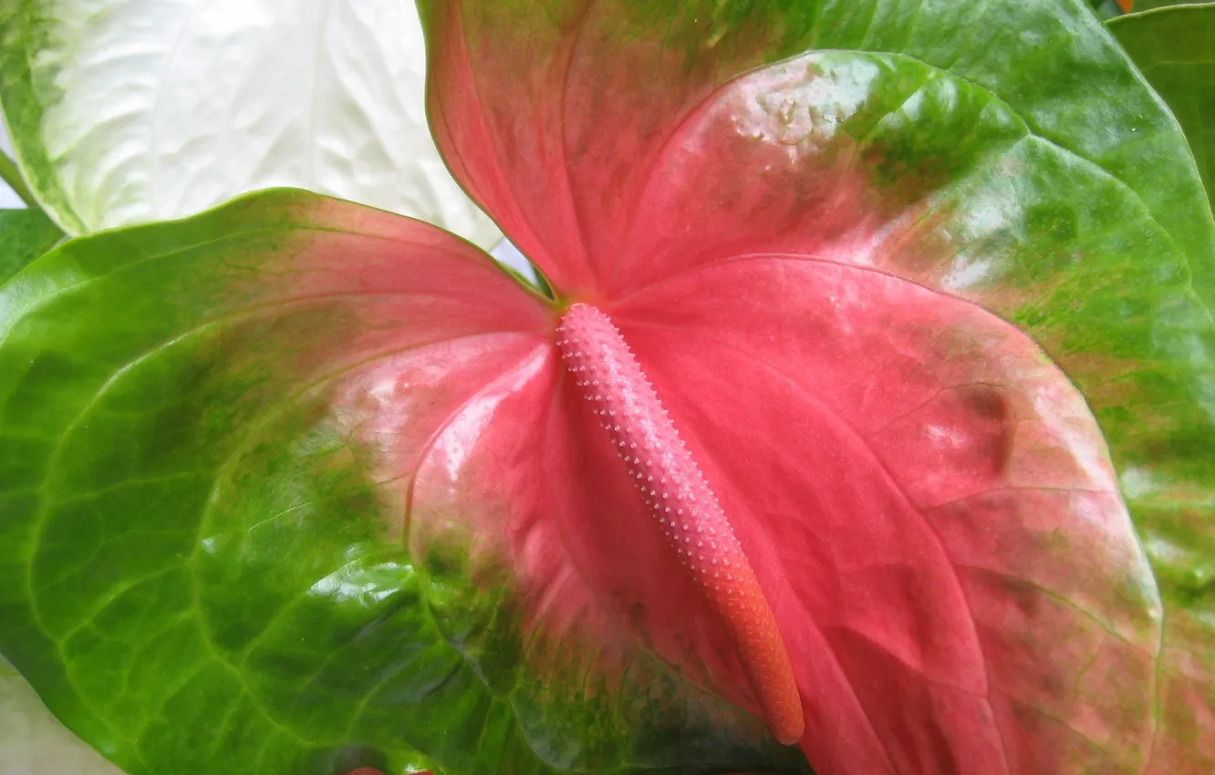 Фото обои макро, лист, Антуриум, цветок фламинго