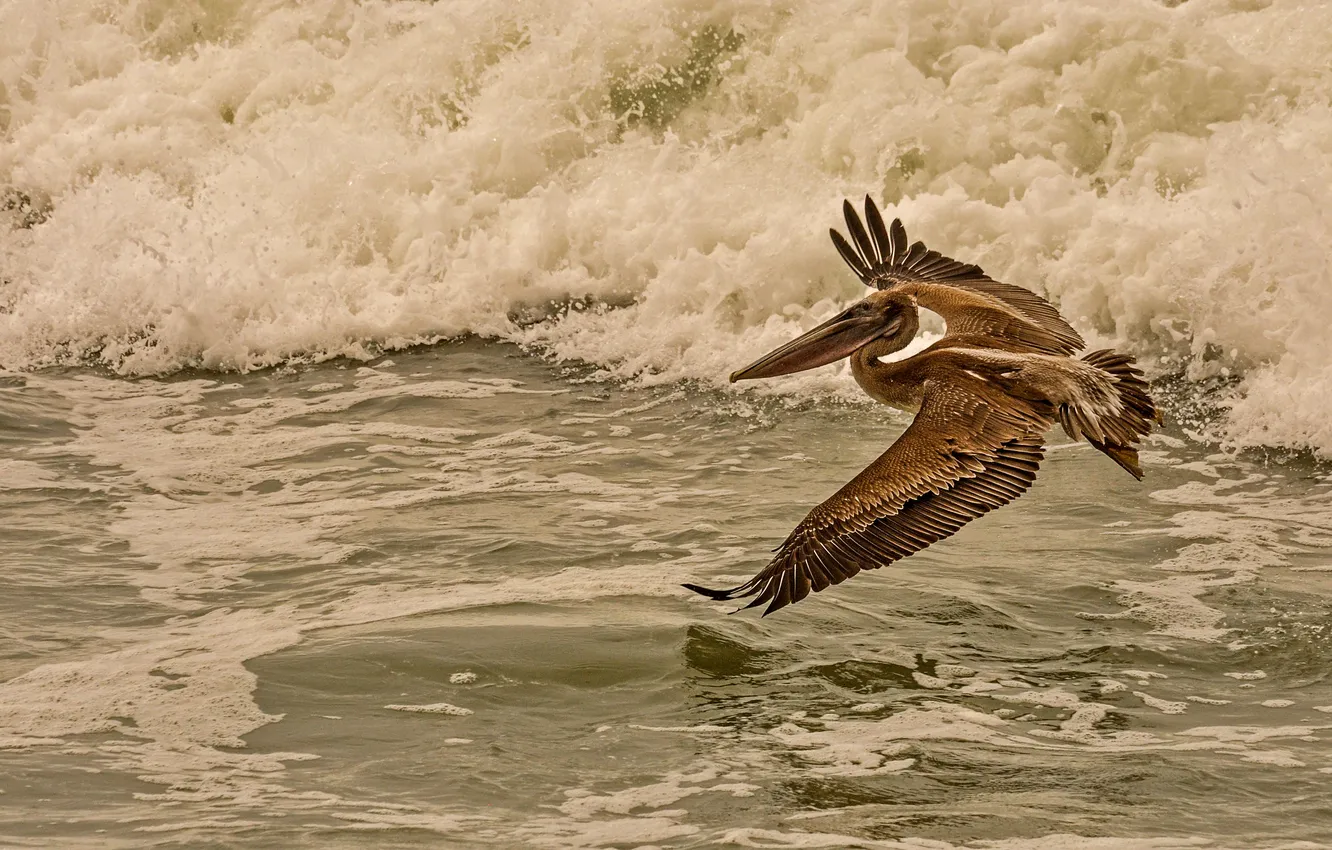 Фото обои море, полет, птица, пеликан