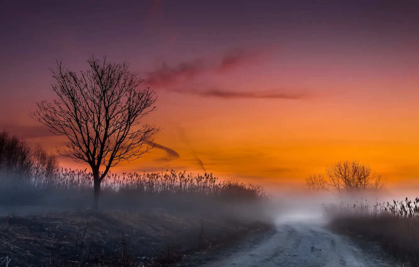 Фото обои дорога, пейзаж, закат, туман