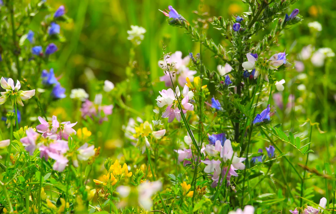 Фото обои flower, meadow, bloomind