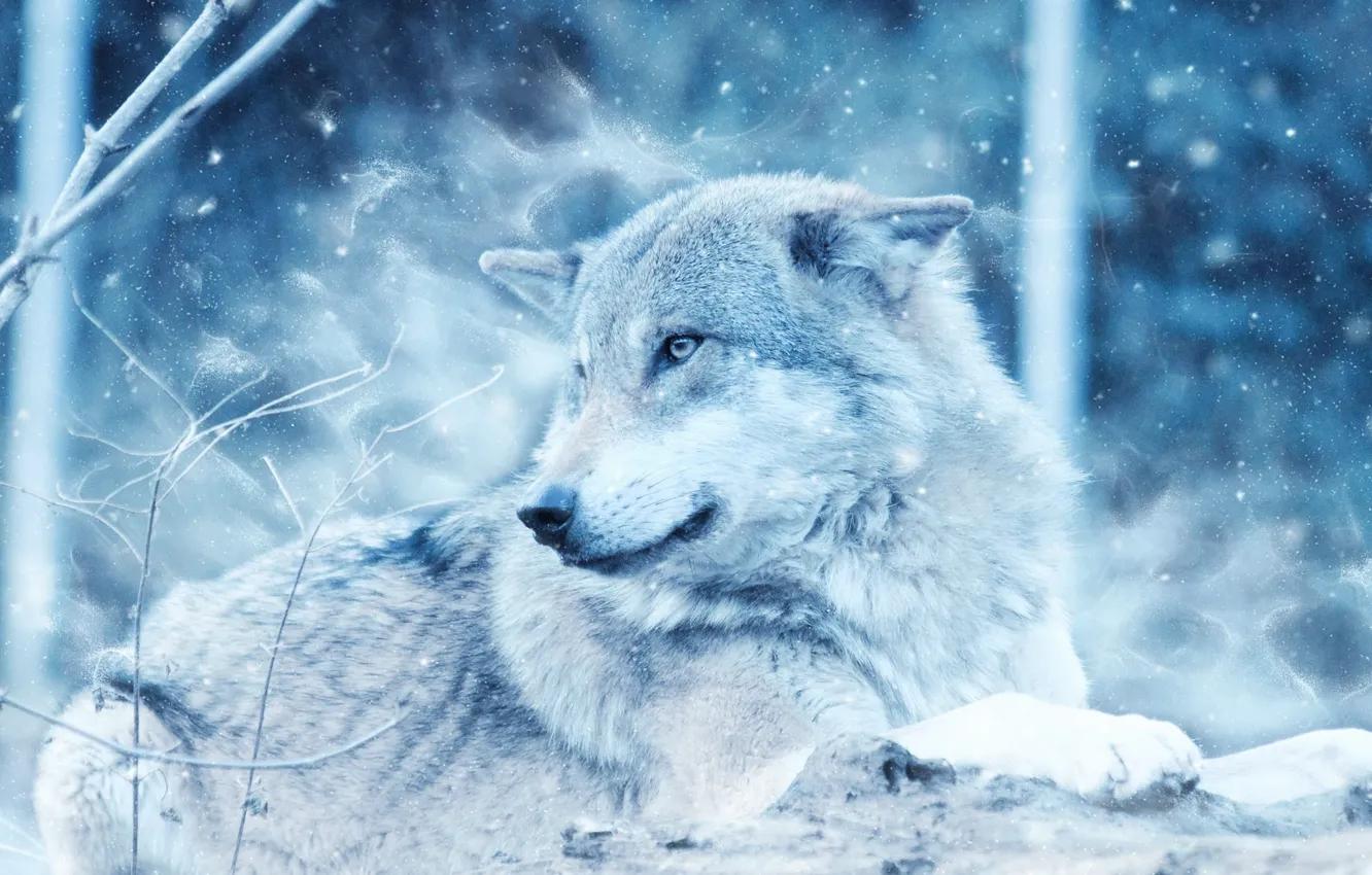 Фото обои close-up, dog, animal, danger, cold, daylight, Gray Wolf on Rock