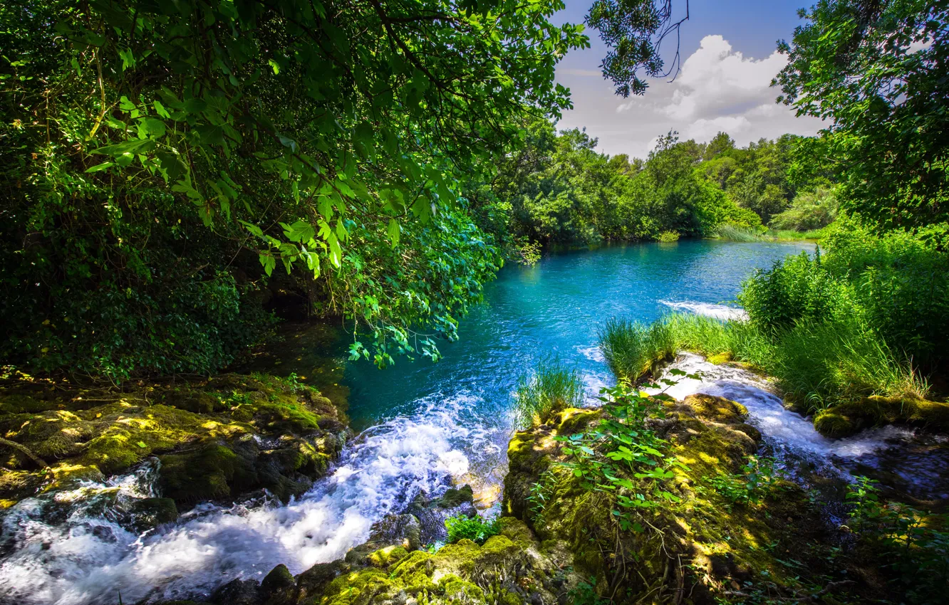 Фото обои лес, река, Хорватия, Croatia, Krka National Park, река Крка, Krka River, Национальный парк Крка