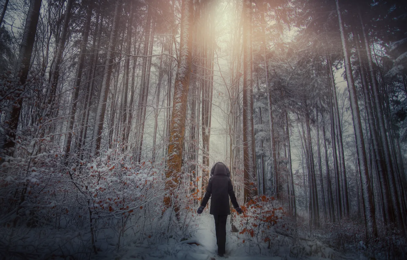 Фото обои зима, лес, человек