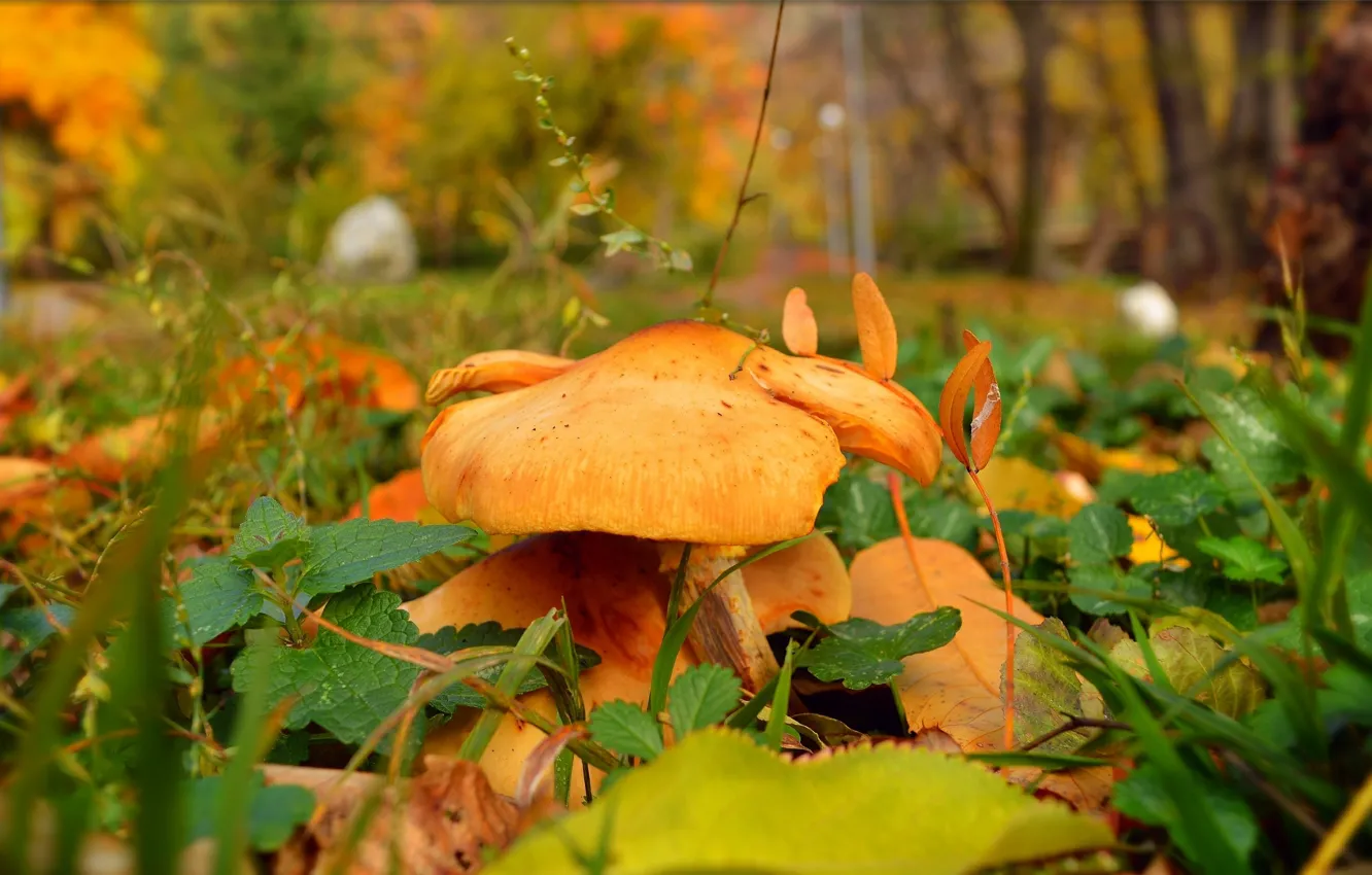 Фото обои Осень, Грибы, Nature, Fall, Листва, Autumn, Leaves, Mushrooms
