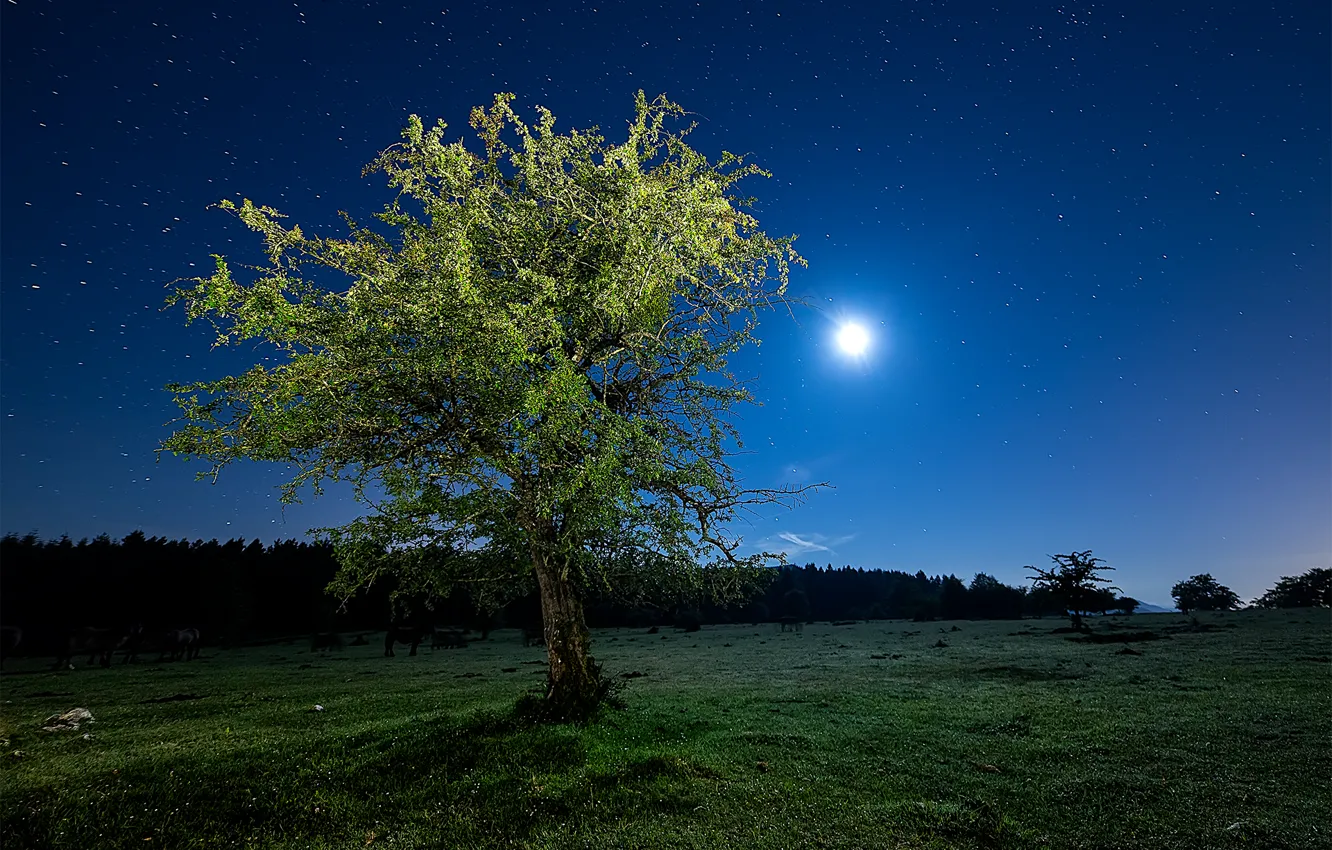 Фото обои поле, небо, трава, звезды, свет, ночь, дерево, Луна