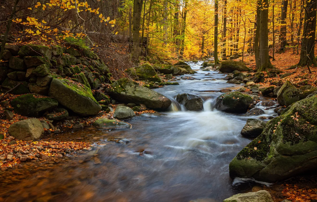 Фото обои осень, лес, ветки, ручей, камни, течение, листва, речка